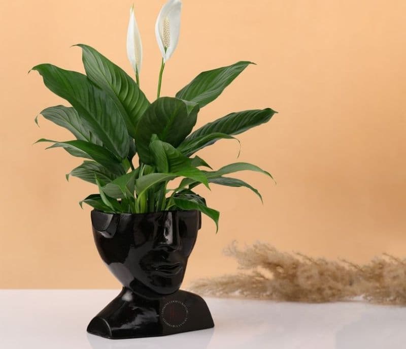 Image 2 for Morgan Facial Planter